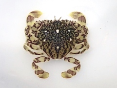 Matuta victor