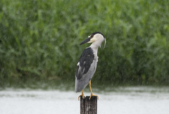 Nycticorax nycticorax