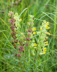 Rhinanthus serotinus aestivalis