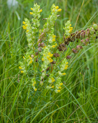 Rhinanthus serotinus aestivalis