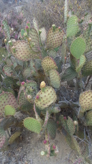 Opuntia bravoana