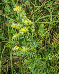 Rhinanthus serotinus aestivalis