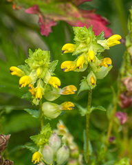 Rhinanthus serotinus aestivalis