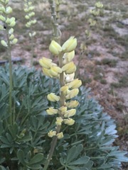 Lupinus peirsonii