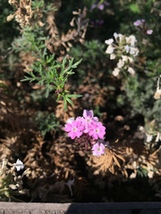 Glandularia berteroi