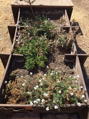 Glandularia berteroi