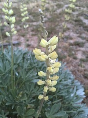 Lupinus peirsonii