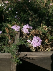 Glandularia berteroi