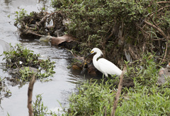 Egretta thula