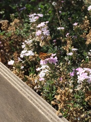 Glandularia berteroi