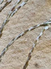 Dicerothamnus adpressus