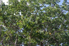 Bridelia micrantha