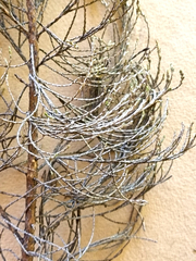 Dicerothamnus adpressus