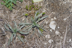 Plantago helleri