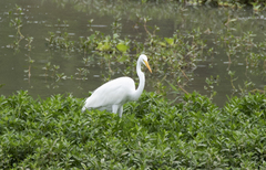 Ardea alba