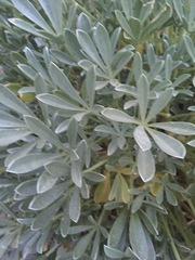 Lupinus peirsonii