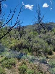 Dicerothamnus adpressus