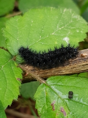 Euphydryas aurinia beckeri