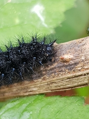 Euphydryas aurinia beckeri