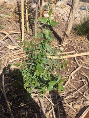 Colliguaja odorifera