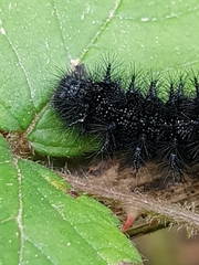 Euphydryas aurinia beckeri