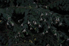 Englerodaphne ovalifolia