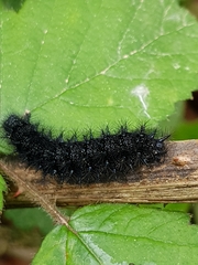 Euphydryas aurinia beckeri