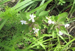 Dyschoriste burchellii