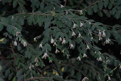 Englerodaphne ovalifolia