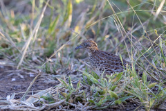 Turnix sylvaticus