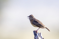 Mirafra rufocinnamomea pintoi