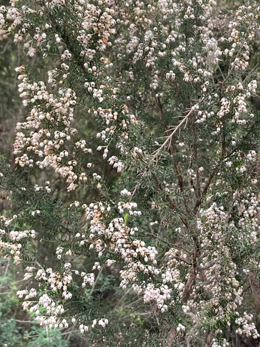 Avistamiento Erica arborea