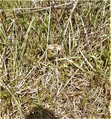 Macroglossum stellatarum