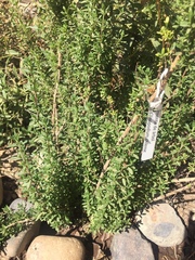 Clinopodium chilense