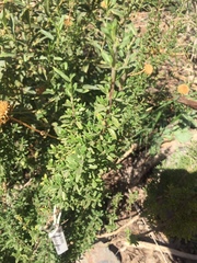 Clinopodium chilense