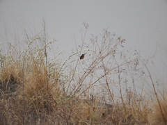 Alcedo atthis bengalensis