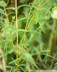 Rhinanthus serotinus aestivalis