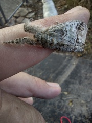 Dasychira leucophaea