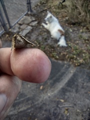 Dasychira leucophaea