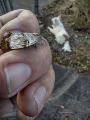 Dasychira leucophaea