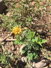 Aldama revoluta