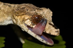 Uroplatus