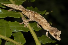 Uroplatus