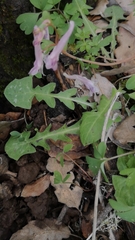 Corydalis triternata