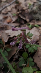 Corydalis triternata