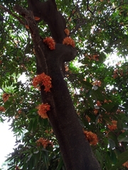 Angiospermae