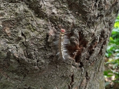 Lepidoptera