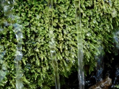 Philonotis capillaris