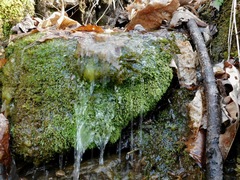 Philonotis capillaris