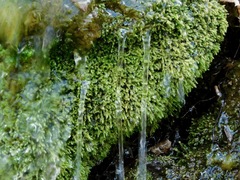 Philonotis capillaris